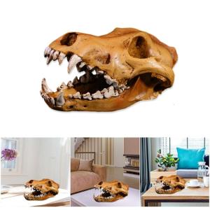 หุ่นโครงกระดูกหัวสัตว์เรซินจำลองกะโหลกศีรษะหมาป่าแบบละเอียดสำหรับตกแต่งวันฮาโลวีนผู้ที่ชื่นชอบโครงร่างสัตว์