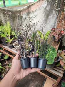 Dekorasi Akar Bahar Hitam Untuk Hiasan Rumah