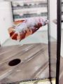 *RANDOM PICK* Halfmoon Plakat *HMPK* Betta fish/ ikan laga  *FULL BLOCK COLOUR* S / S+/ M Junior. 