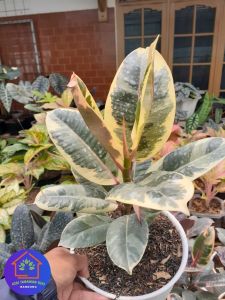 COD Bunga sudut ruang tamu yg lagi viral tanaman hias karet kebo varigata merah variegata kuning daun parigata Ficus elastica Rubber Plants