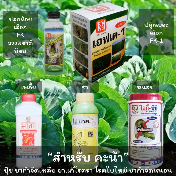 ปุ๋ยคะน้า ยารักษาโรค กำจัดเพลี้ยและหนอน