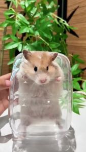 Hamster Bath and Toilet Basin Transparent Design Buka Star Strawberry Bathroom Hamster Bathing Basin Fully Transparent Dual-Use Toilet Urine and Sand Basin for Golden cage hygiene container