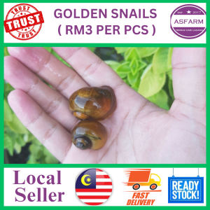 Golden Snails 3pcs