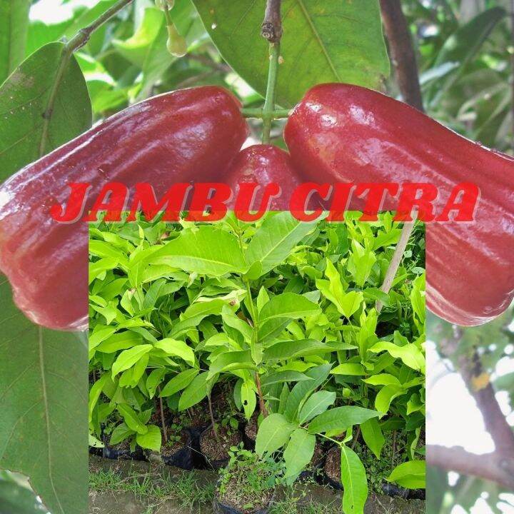 Bibit Jambu Air Citra Okulasi Tanaman Jambu Citra Bibit Jambu