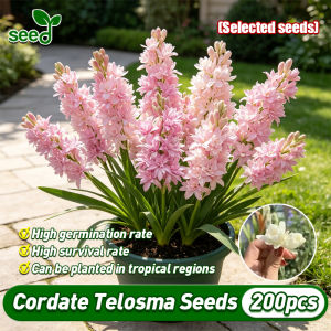 [Selected Seeds 200pcs] Legit Fragrant Mix Color Cordate Telosma Seeds for Planting Flowers Multi-Petals Tuberose Flower Plant Cordate Telosma Flowers Seeds Ornamental Flowering Plants Bonsai Tuberose Live Plant Indoor Easy To Grow Seed Air Plant Indoor