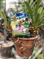 AGRO Organic Fertilizer Baja/NPK 555+5TE/Humic Acid Phosphorus/Tahi Ayam Proses(400 gram pack). 