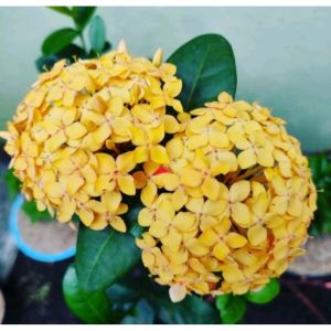 Asoka Singapura Bunga Kuning / Ixora Yellow / 新加坡黄仙丹花 / पीला इक्सोरा पौधा – Fast Blooming Long-Lasting Flowers Air Pur
