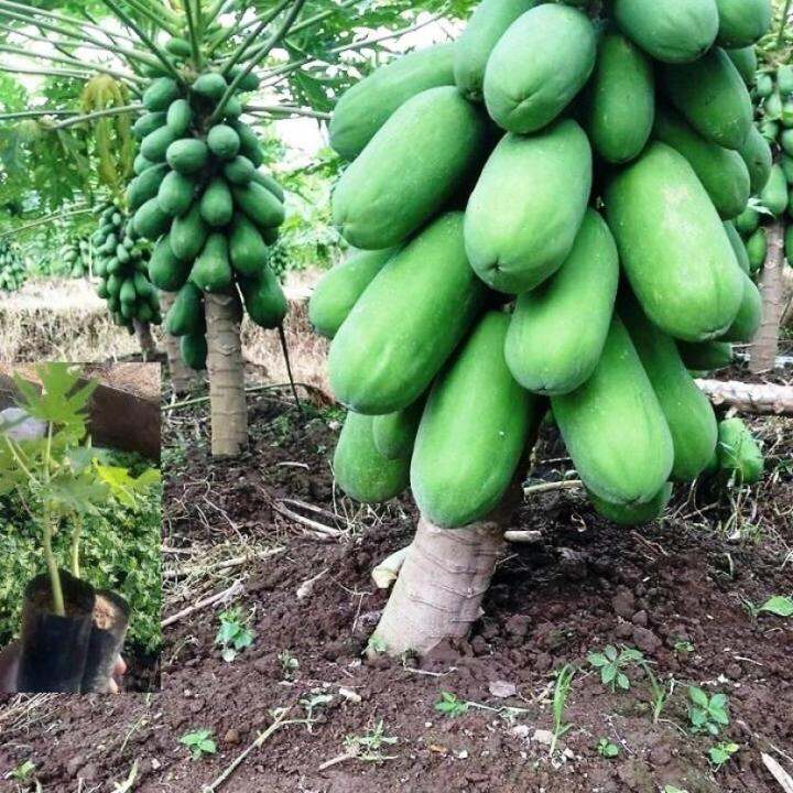 Dwarf Papaya Seeds Heirloom Variety Buy 1 Get 1 Free 50 Seeds (Non ...