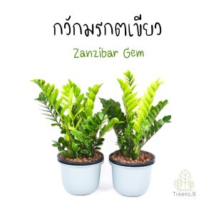 Treeno.9 T3 กวักมรกตเขียว (Zanzibar Gem) กระถางดำ11 นิ้ว ต้นไม้มงคล พุ่มใหญ่ กอแน่นฟอกอากาศ