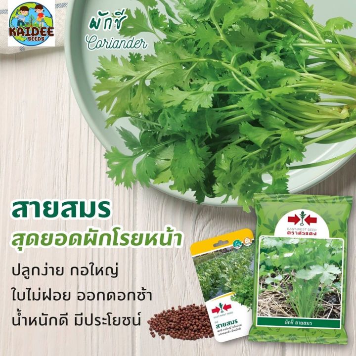 เมล็ดผักชี สายสมร ตราศรแดง 1000 เมล็ด อัตราการงอกสูง