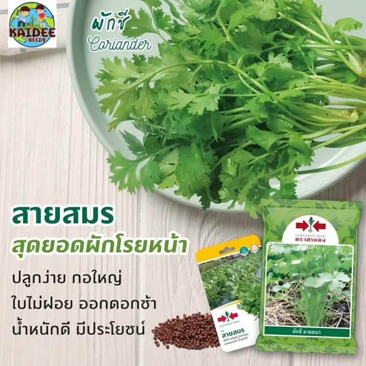 เมล็ดผักชี สายสมร ตราศรแดง กอใหญ่ ใบไม่ฝอย