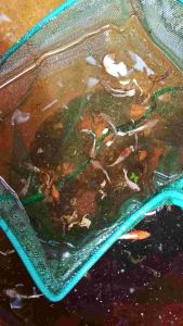 Pallet seamaster F00 500g makanan ikan fish food ikan laga guppymolly cupang pallet ikan betta  beta  makanan anak ikan perhiasan  fish food artemia  bbs  sauk  marubeni  murah  cheap  hellboy  yellow fancy  samurai  aquatic  pokok