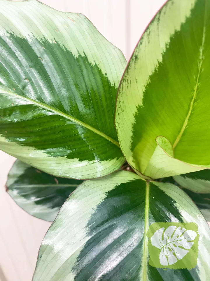 Calathea Bicajoux Gecko IOB | Lazada