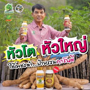 เพิ่มการสะสมอาหารในท่อนพันธุ์ หัวมันดก หัวมันใหญ่ เพชรดำลงหัว(500cc)+เพชรดำแช่ท่อน(500cc) เพิ่มเปอร์เซ็นต์การงอก เพิ่มขนาด เพิ่มจำนวนของราก