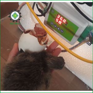 Bộ điều khiển máy ấp trứng thông minh Lộc Phát phù hợp máy mini dưới 200 trứng gà vịt chim ngan ngỗng