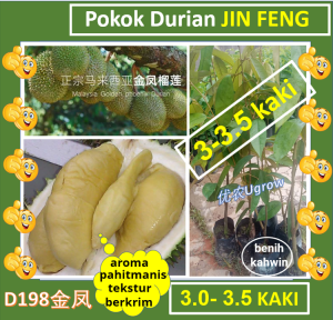Pokok BESAR Durian JIN FENG 3.0-3.5 kaki Pokok BESAR Kimhong 金凤 榴莲苗 D198 Sapling Durian Golden Phoenix