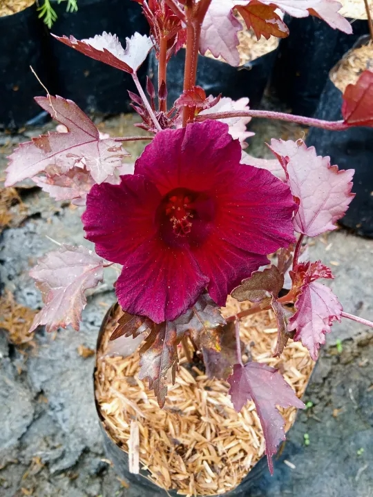 1 Bag Of Maple Hibiscus Small Black About 15 20 Cm Edible