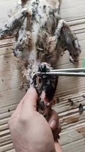 Hanson8 Chicken Plucking Hair Removal Electric Hair Plucking Device Feather Plucker Machine for Chicken Duck Goose Feather Removal 5B9Z4