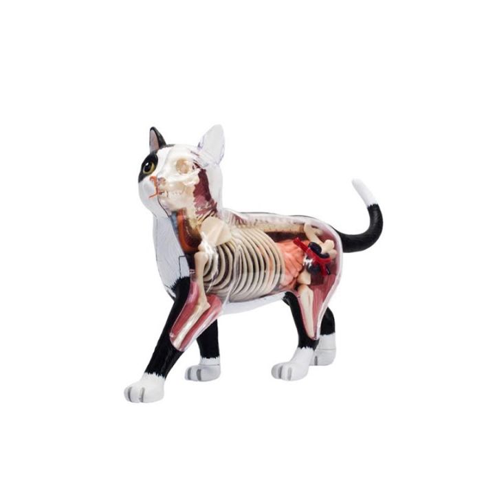 4D MASTER Chameleon Assembly Model Puzzle Toy Animal Organ Anatomy Skeleton Removable Gift