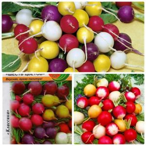 Hạt giống củ cải ti hon mix màu-Gói 5 gram(tặng kèm phân bón)