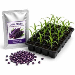 Mais Seeds – Purple Corn Variety | Approx. 20 Seeds