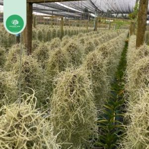 Cây không khí Tóc tiên chùm Lớn 200g lọc không khí trang trí nhà cửa cảnh quanh