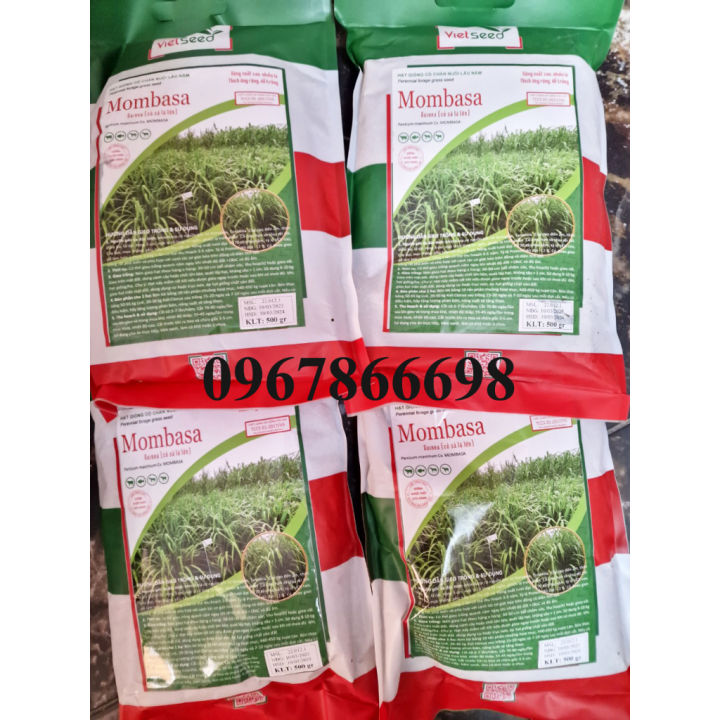 H%E1%BA%A1t%20Gi%E1%BB%91ng%20C%E1%BB%8F%20S%E1%BA%A3%20L%C3%A1%20L%E1%BB%9Bn%20Mombasa%20Ghine%20Gumbo%20T%E1%BB%89%20L%E1%BB%87%20N%E1%BA%A3y%20M%E1%BA%A7m%20Cao%20(%20H%C3%A0ng%20B%E1%BA%A3o%20%C4%90%E1%BA%A3m)%20-%20Image%206