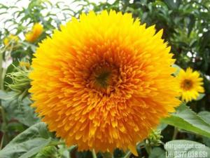 Hạt giống hoa hướng dương bông xù dễ trồng - 30 hạt/gói