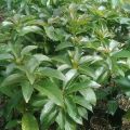Bibit Alpukat Red Vietnam Import  Hasi Okulasi I pusat tanaman buah buahan pendek bisa berbuah dalam pot. 