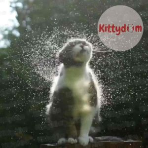 KITTYDOM Liebao Creamy Cat Snack 15gr Wet Food Kucing Makanan Basah Kucing Snack Kucing Creamy Treat Kucing Cemilan Kucing Bergizi Vitamin Kucing Daging Asli Reward Cat Treat