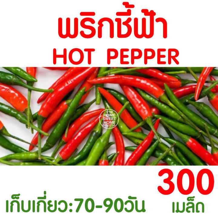 เมล็ดพริกชี้ฟ้า ปลูกง่าย งอกดี