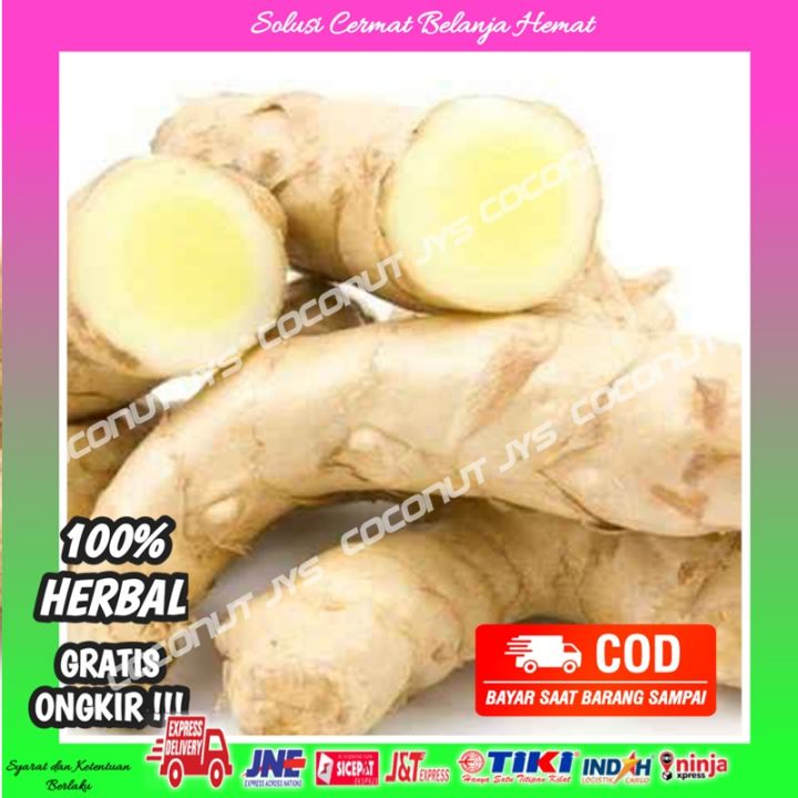 Kunyit Temu Putih Segar 1 Kg Curcuma Zedoaria Herbal Kanker Lazada Indonesia 7547