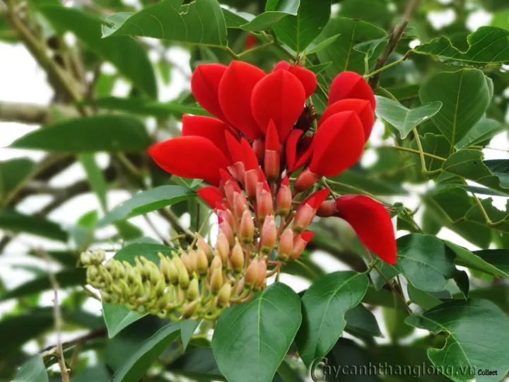 C%C3%A2y%20Osaka%20%C4%91%E1%BB%8F%20-%20Mu%E1%BB%93ng%20hoa%20%C4%91%E1%BB%8F%20-%20Image%207