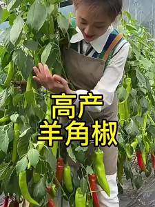 Large fruit goats horn pepper cows horn pepper sky-pepper four-season vegetable chili