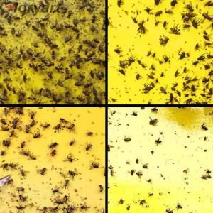 【New Arrival】50pcs Strong Flies Traps Bugs Sticky Board Catching Insects Pest Killer