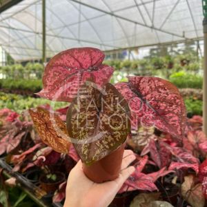 TKL - Caladium Darth Maul 黑骑士彩叶芋