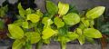 Philodendron Imperial Gold. 