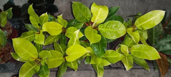 Philodendron%20Imperial%20Gold%20-%20Image%202