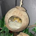 Crested Gecko Coconut Hide Natural Lizard Coco Hut Reptile Hanging Nest Flexible Vine Habitat Decoration Bearded Dragon Terrarium Accessories for Tortoise Chameleon Snake Spider. 