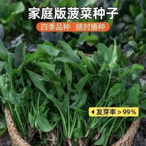 Local native spinach small-leaved spinach large-leaved spinach four-season vegetables