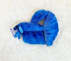 Betta - Plushies Soft Toy from Original Green Pleco (US Brand) Fish Aquarium Collectibles (8 inch)