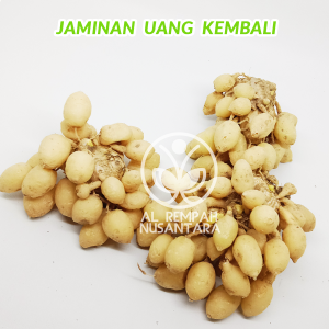 Kunyit Putih Segar 1KG Murah - Gunung Kidul