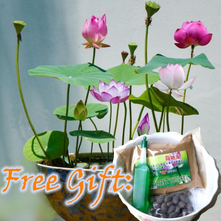 【READY STOCK】 20/30pcs Bowl lotus seed hydroponic plant flower seed ...
