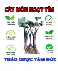 1 cây khoai môn ngọt tím giống