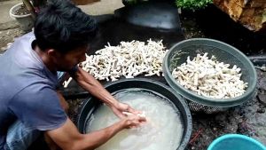karang jahe media filter aquarium 1kilogram/bersih putih