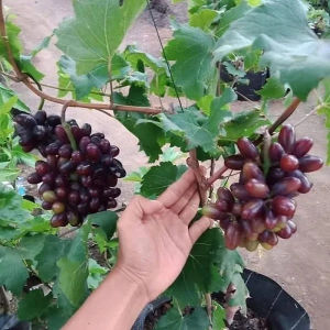 Jual Bibit Anggur Import Akademik Academician Pam Dzheneetopv Ak Avidzba Grafting