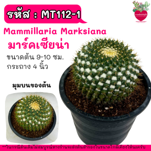 Marksiana มาร์คเซียน่า ไม้เมล็ด ปุย สวยกระถาง4/6นิ้ว