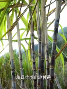 Nanyang Snack Yunnan Handmade Ancient Method: Red Black Sugar Brown Sugar Ginger Tea Warm Body Cold and Dysmenorrhea Rose Red Date Black Sugar Block Brown Sugar