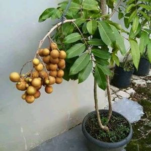 Bibit Buah Kelengkeng Puangray Elegan