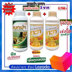 แมกม่า-ปุ๋ยลาวา(ชุดจัมโบ้ 3ขวด)ขวดละ1ลิตร ชุดประหยัดสุดคุ้มมากๆ สารจับใบแมกม่าช่วยดูดซึมเร็วให้กับใบพืชได้ทุกชนิดและปุ๋ยน้ำลาวาช่วยเร่งการเจริญเติบโตทุกส่วน